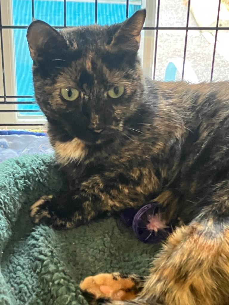 Greta, Adoptable, Young Female Domestic Short Hair.