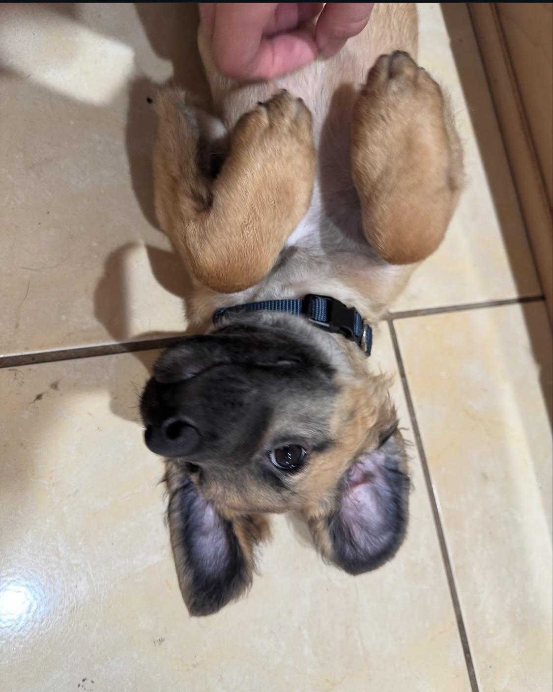 Bruno is a playful 4-month-old puppy boy who constantly exudes love and affection With his wagging 