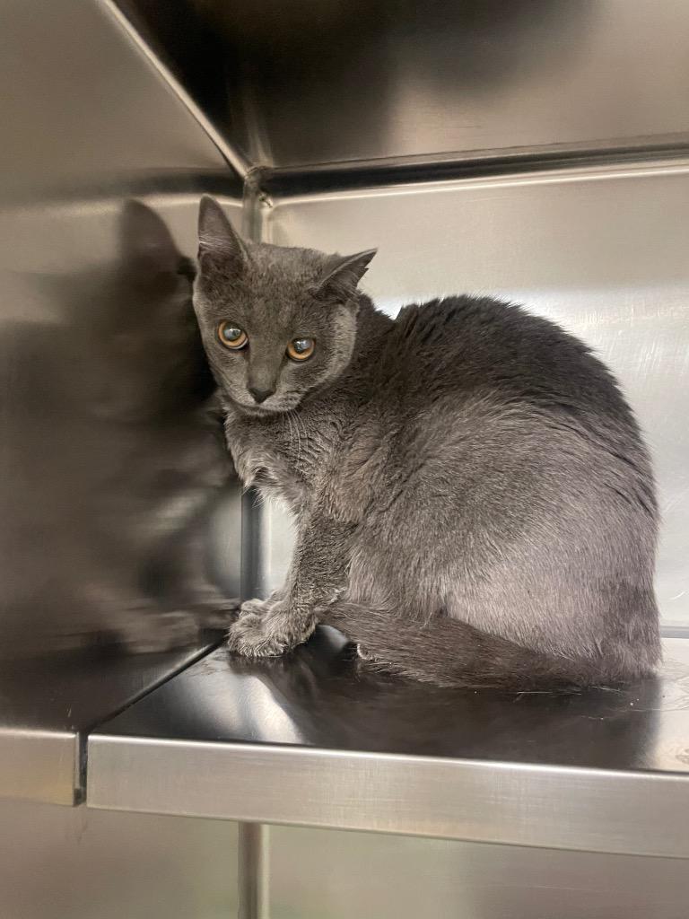 Gidget, Adoptable, Young Female Domestic Short Hair.
