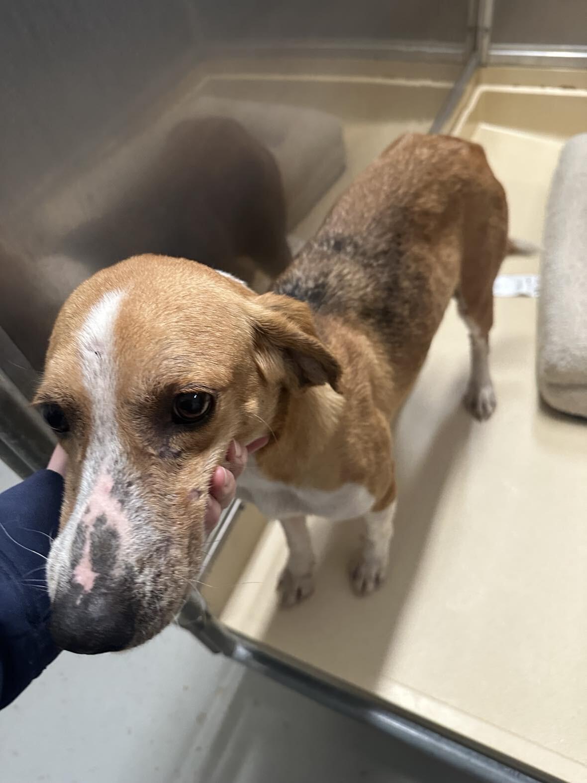 Stella, Adoptable, Adult Female Treeing Walker Coonhound.