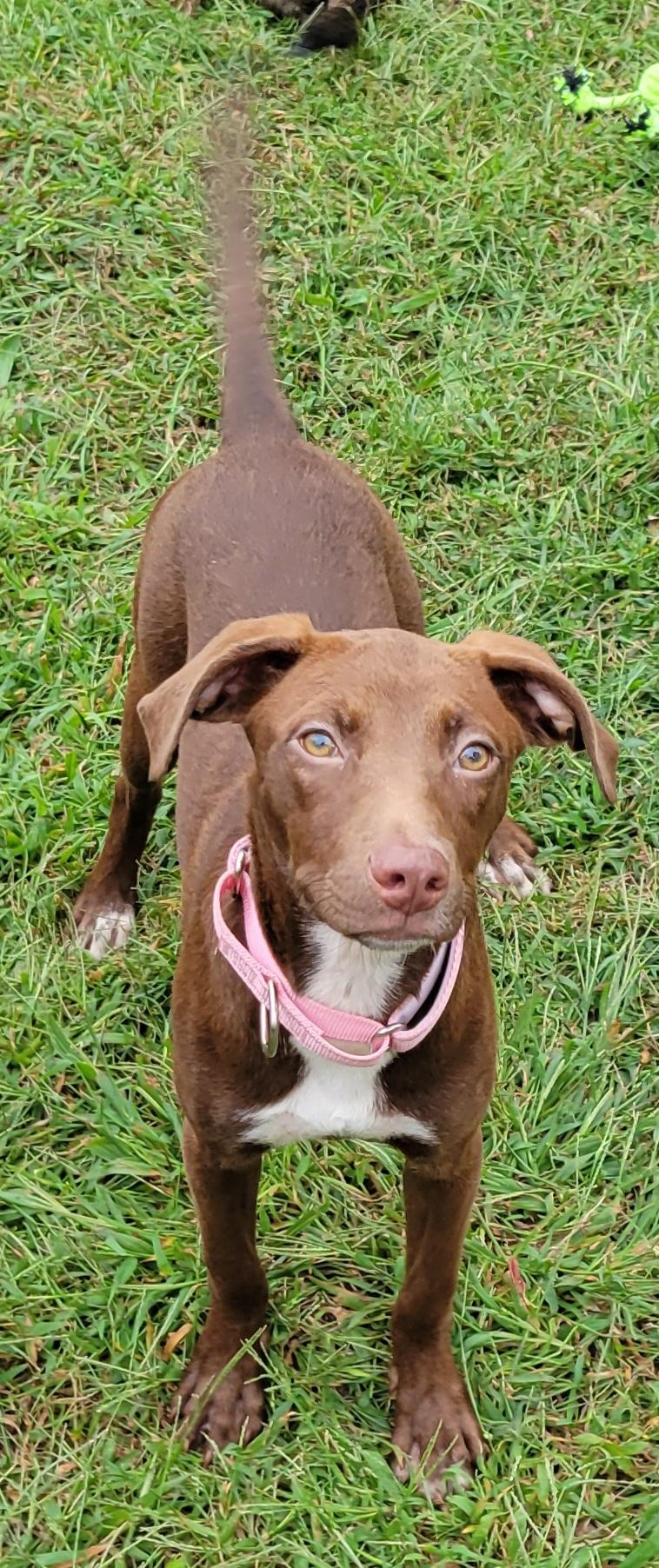 Enlarge Cayla, a Adoptable mixed breed in Elwood, NJ image 2/5