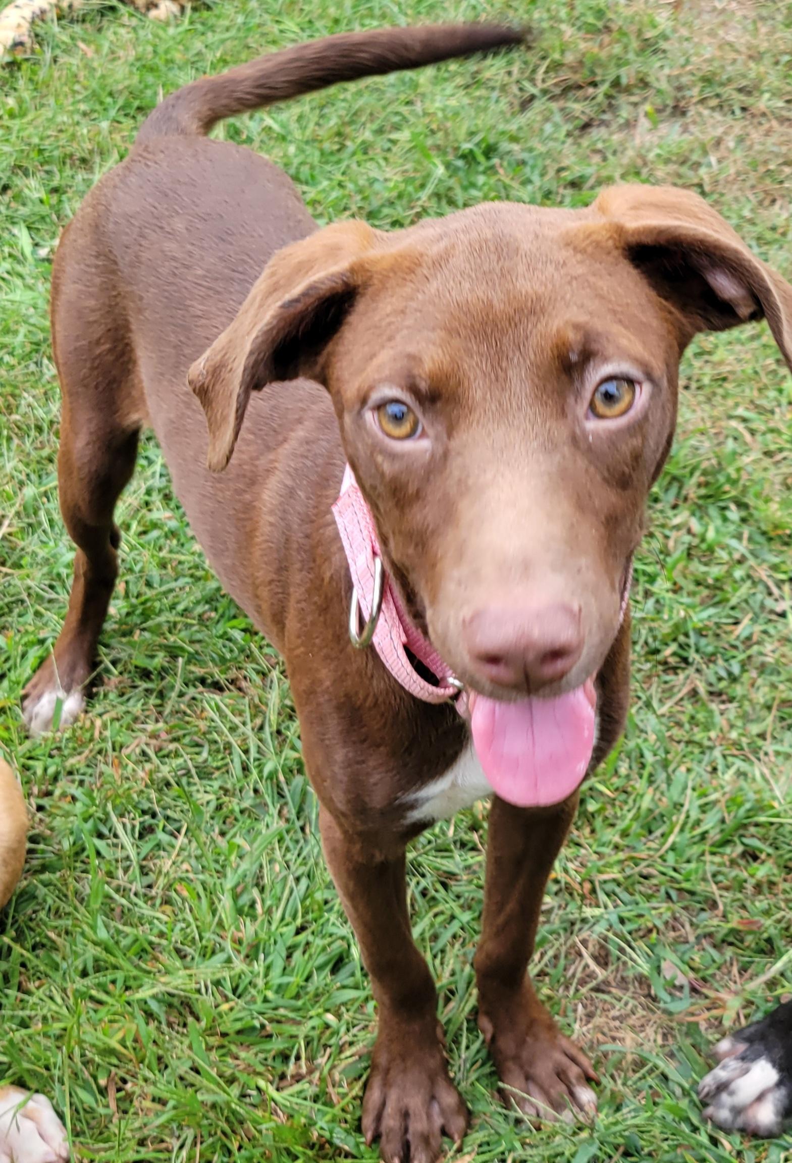 Enlarge Cayla, a Adoptable mixed breed in Elwood, NJ image 4/5