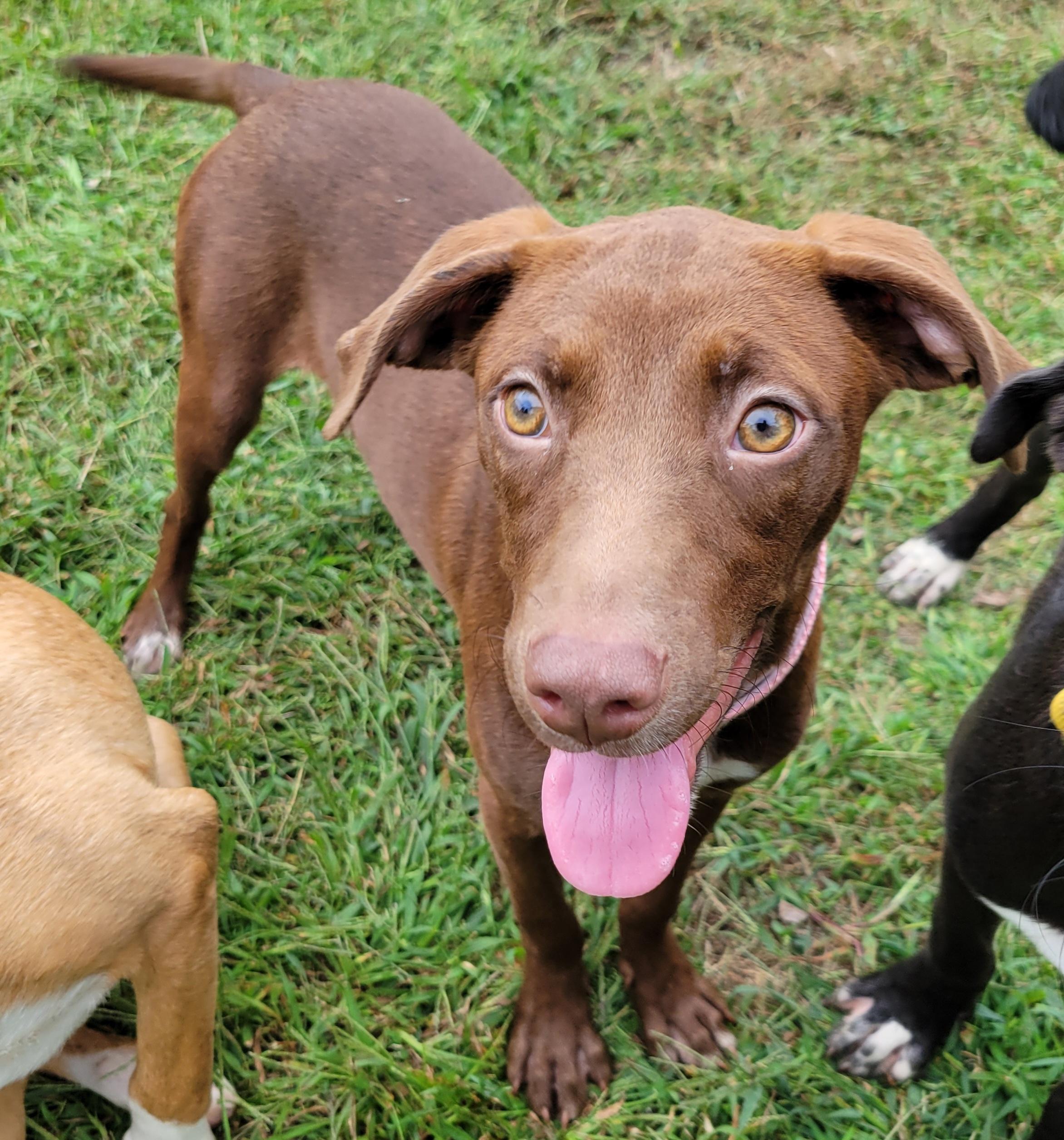 Cayla, Adoptable, Puppy Female Labrador Retriever.