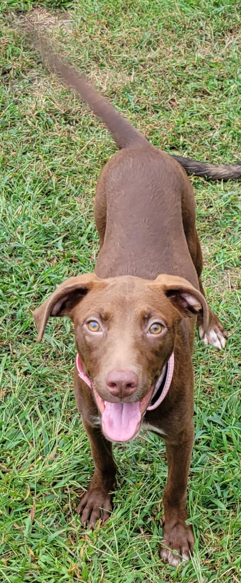 Enlarge Cayla, a Adoptable mixed breed in Elwood, NJ image 3/5
