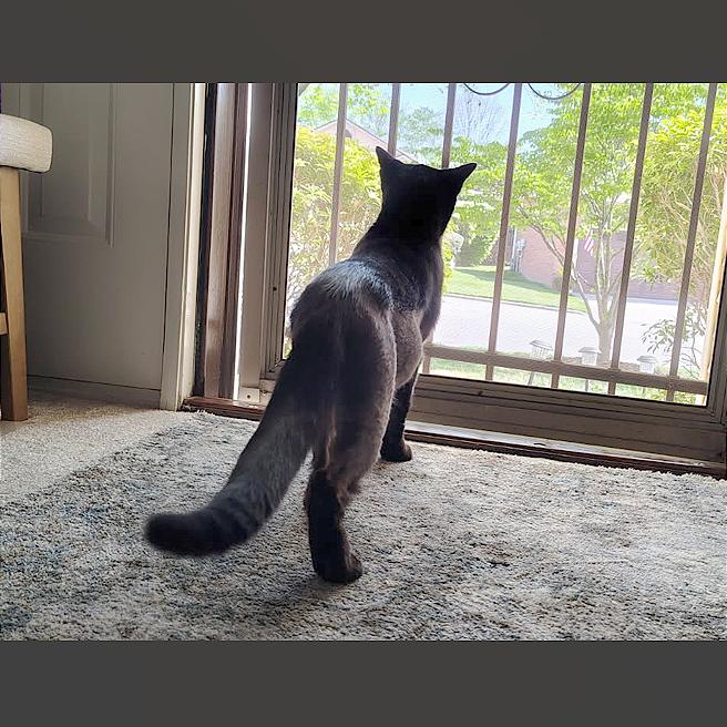 Enlarge Galaxy, a Adoptable Domestic Short Hair in Hendersonville, NC image 2/6