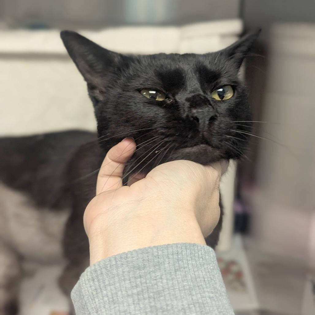 Enlarge Galaxy, a Adoptable Domestic Short Hair in Hendersonville, NC image 3/6