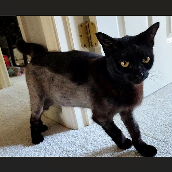 Enlarge Galaxy, a Adoptable Domestic Short Hair in Hendersonville, NC image 4/6