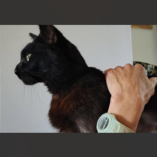 Enlarge Galaxy, a Adoptable Domestic Short Hair in Hendersonville, NC image 5/6