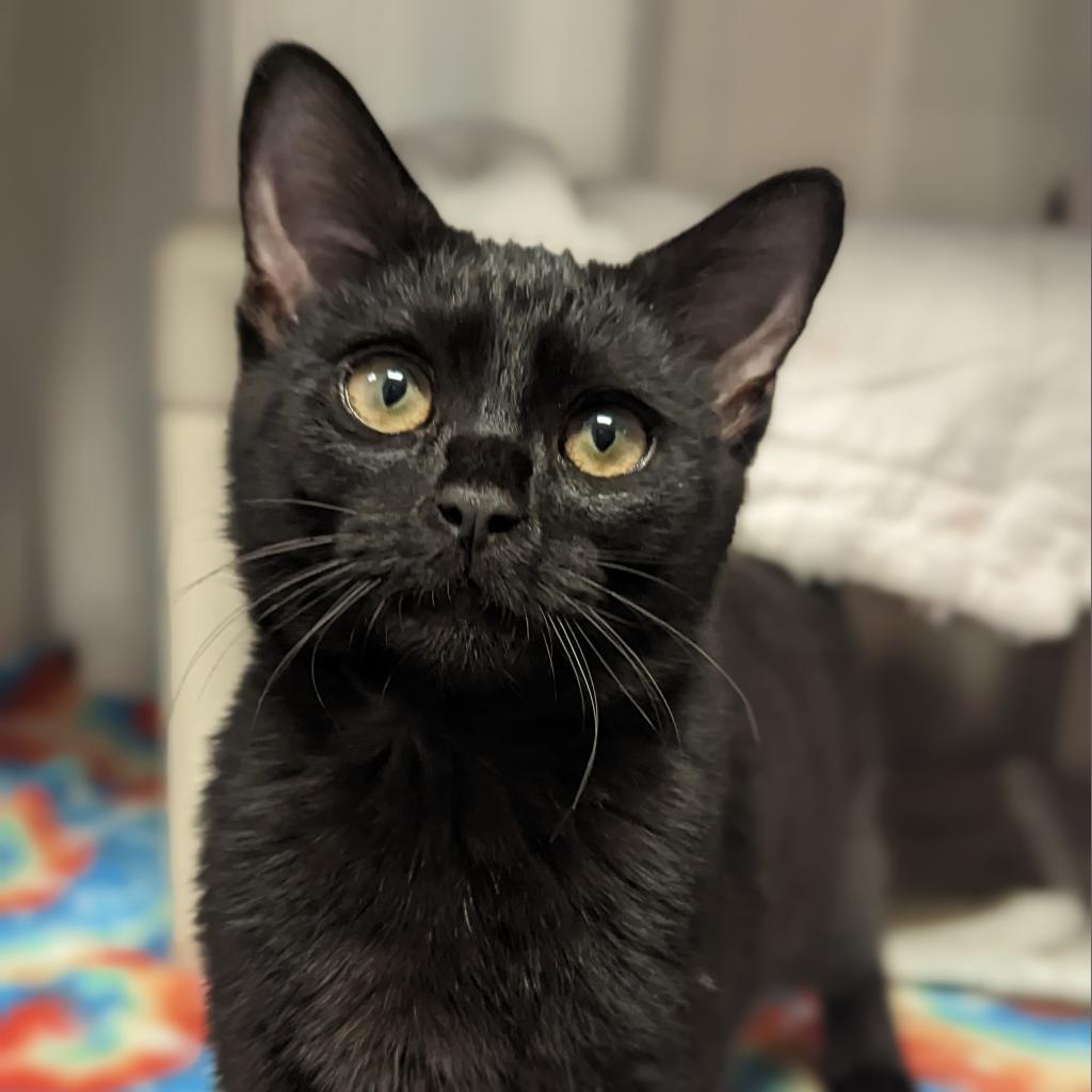 Enlarge Galaxy, a Adoptable Domestic Short Hair in Hendersonville, NC image 6/6