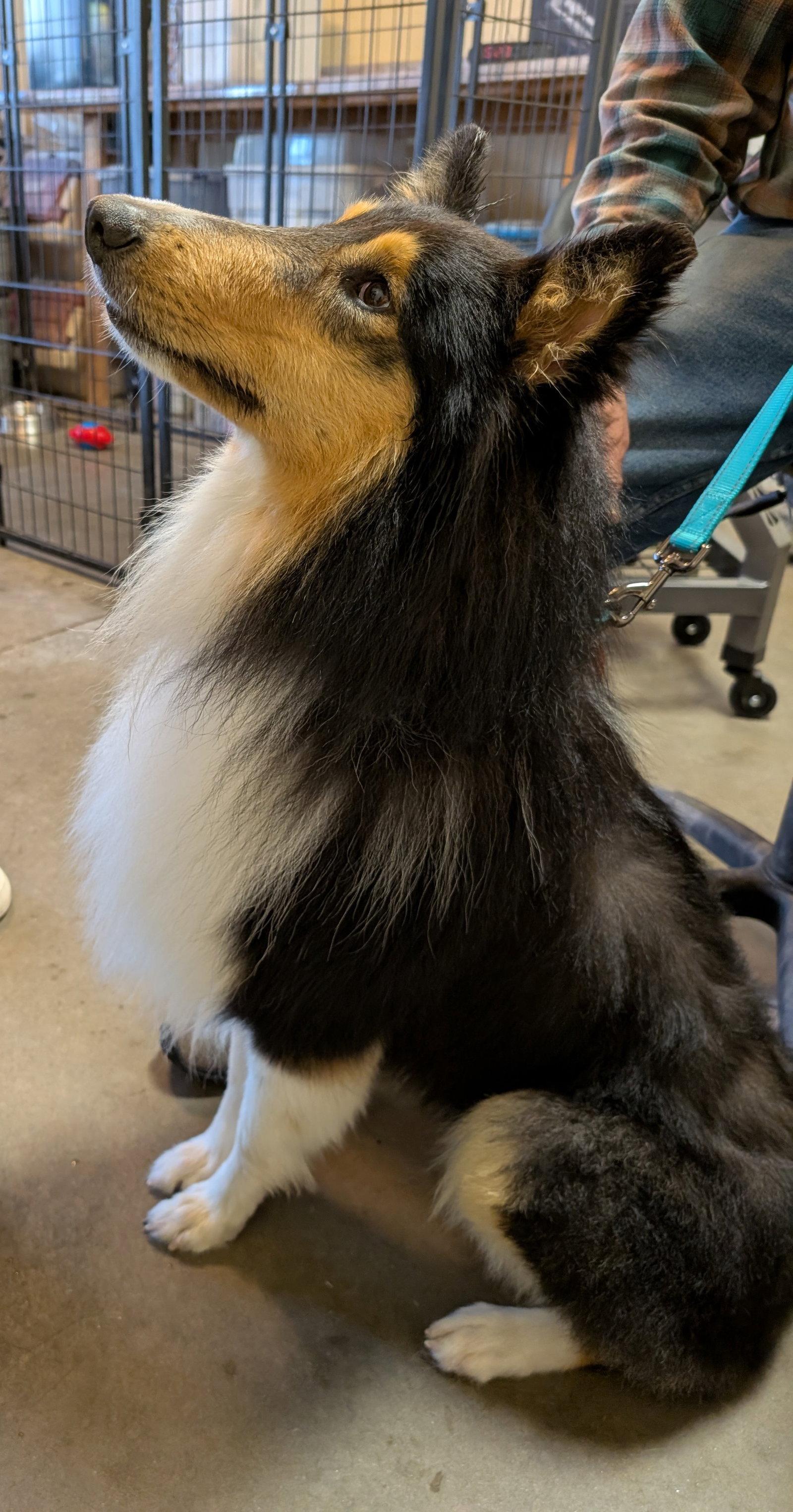Ponder, Adoptable, Young Male Collie.