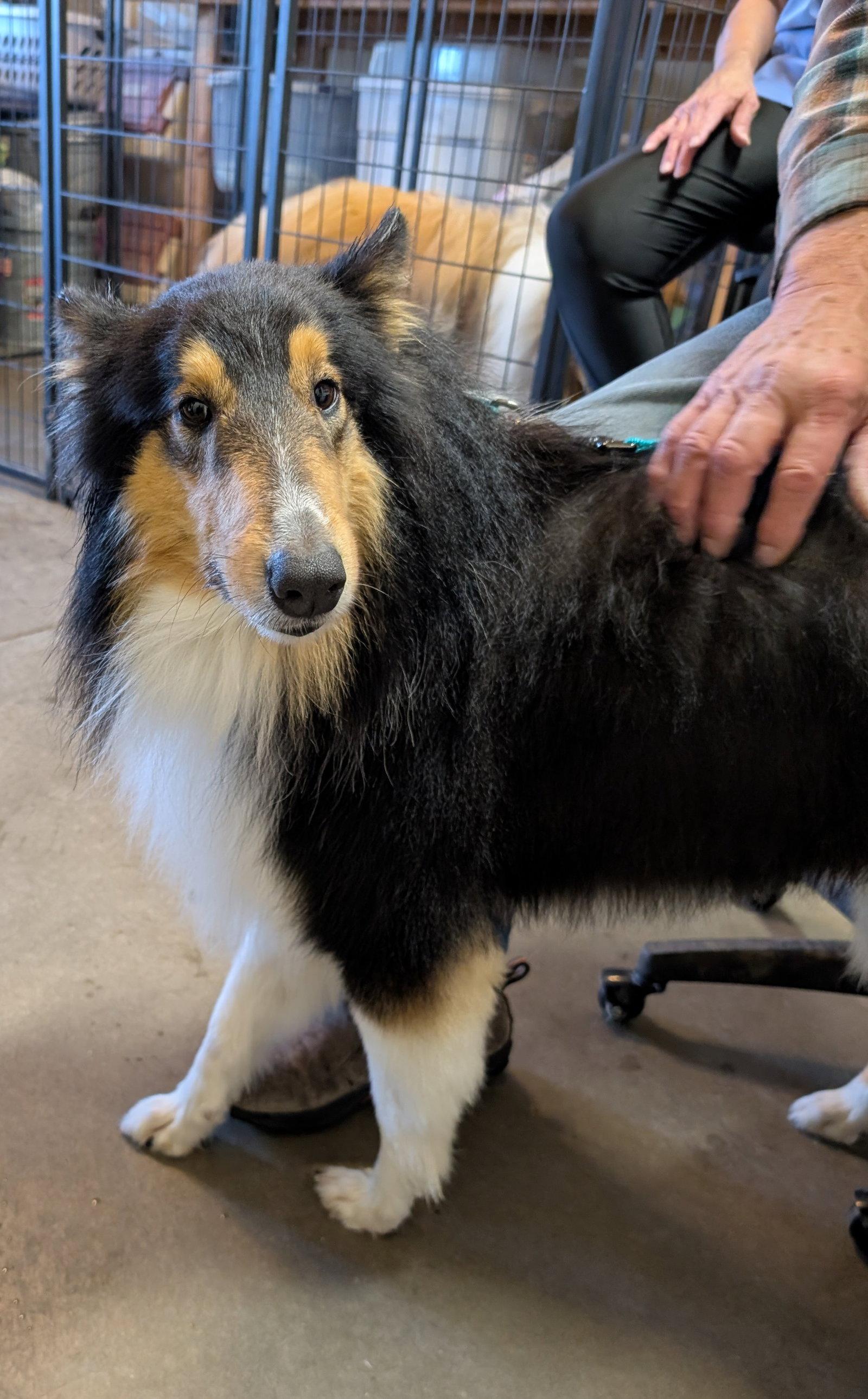 Enlarge Ponder, a Adoptable Collie in Pueblo West, CO image 2/2