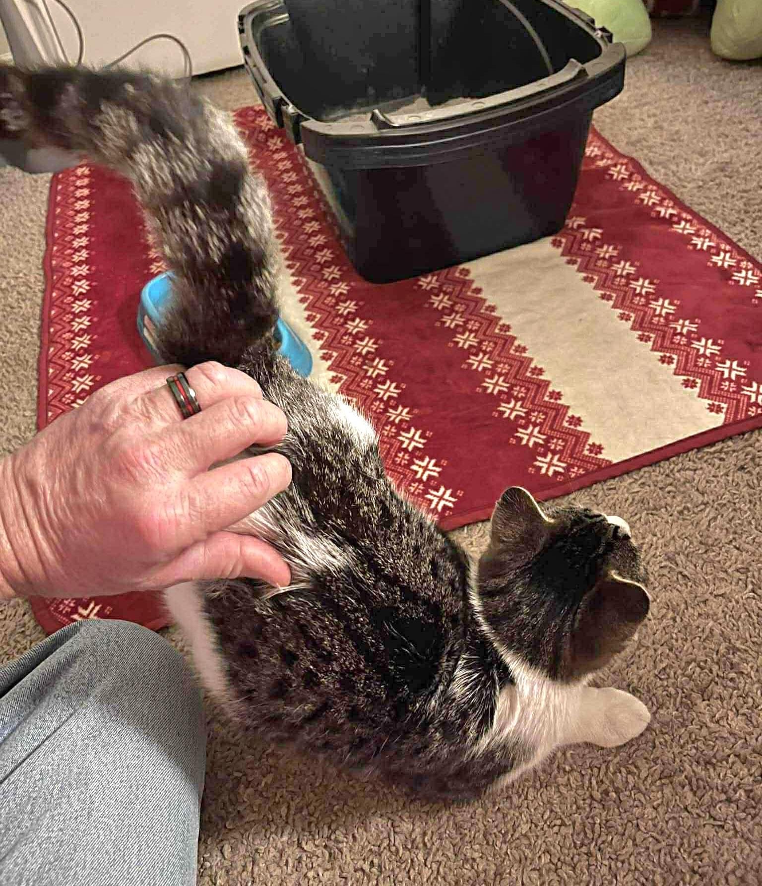 Sophie - Playful and sweet, a Adoptable Domestic Short Hair in Eagle, WI image 3/4