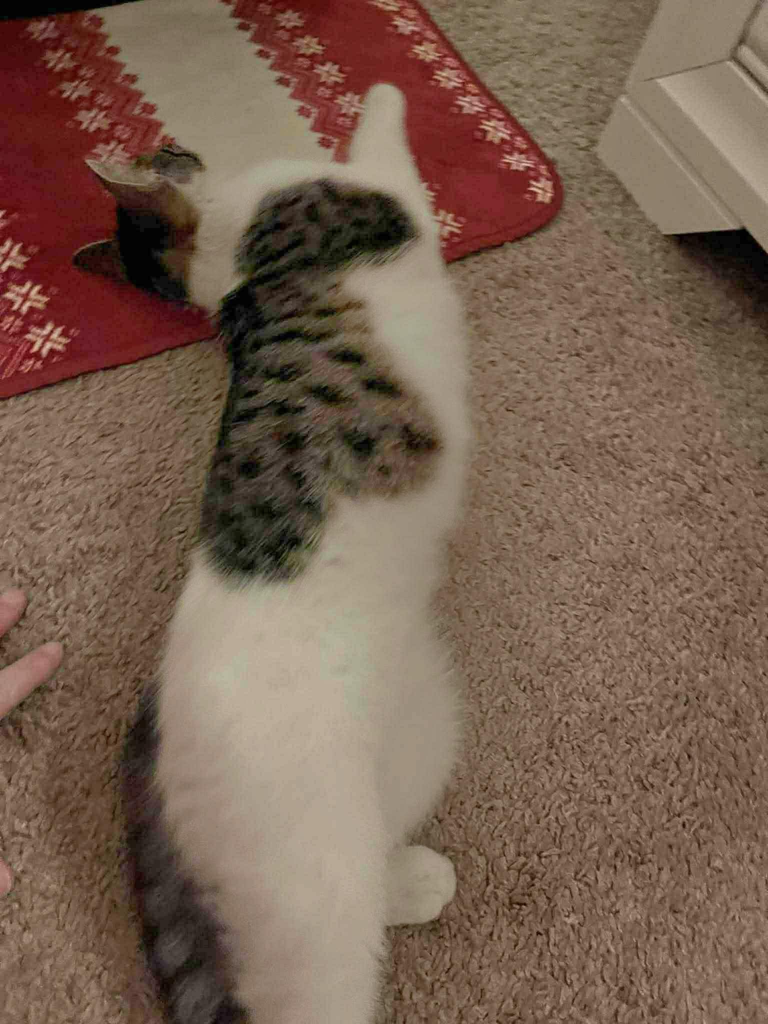 Sophie - Playful and sweet, a Adoptable Domestic Short Hair in Eagle, WI image 4/4