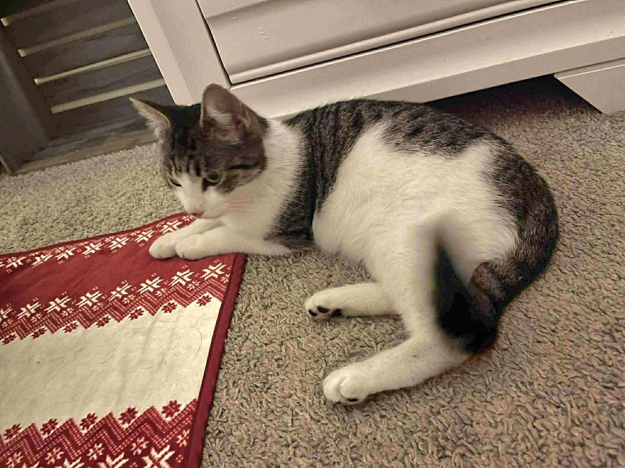 Sophie - Playful and sweet, a Adoptable Domestic Short Hair in Eagle, WI image 2/4