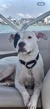 Wishbone, Adoptable, Adult Male Mixed Breed.
