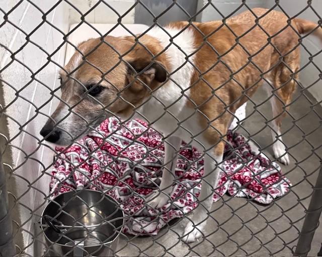 JORJA, Adoptable, Senior Female Collie & Mixed Breed.