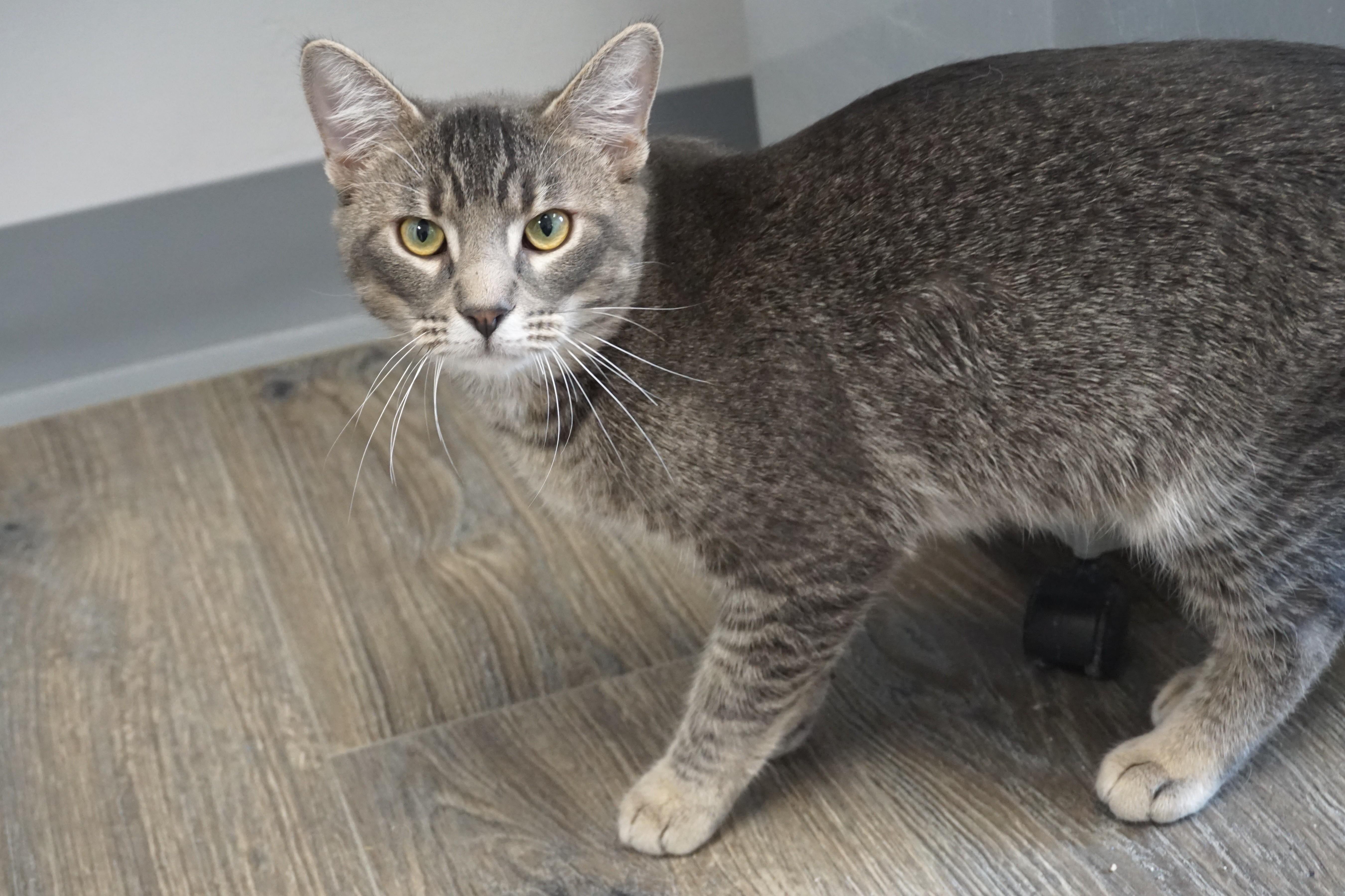 Jahari, an adopted Domestic Short Hair in Fountain Hills, AZ image 1/4