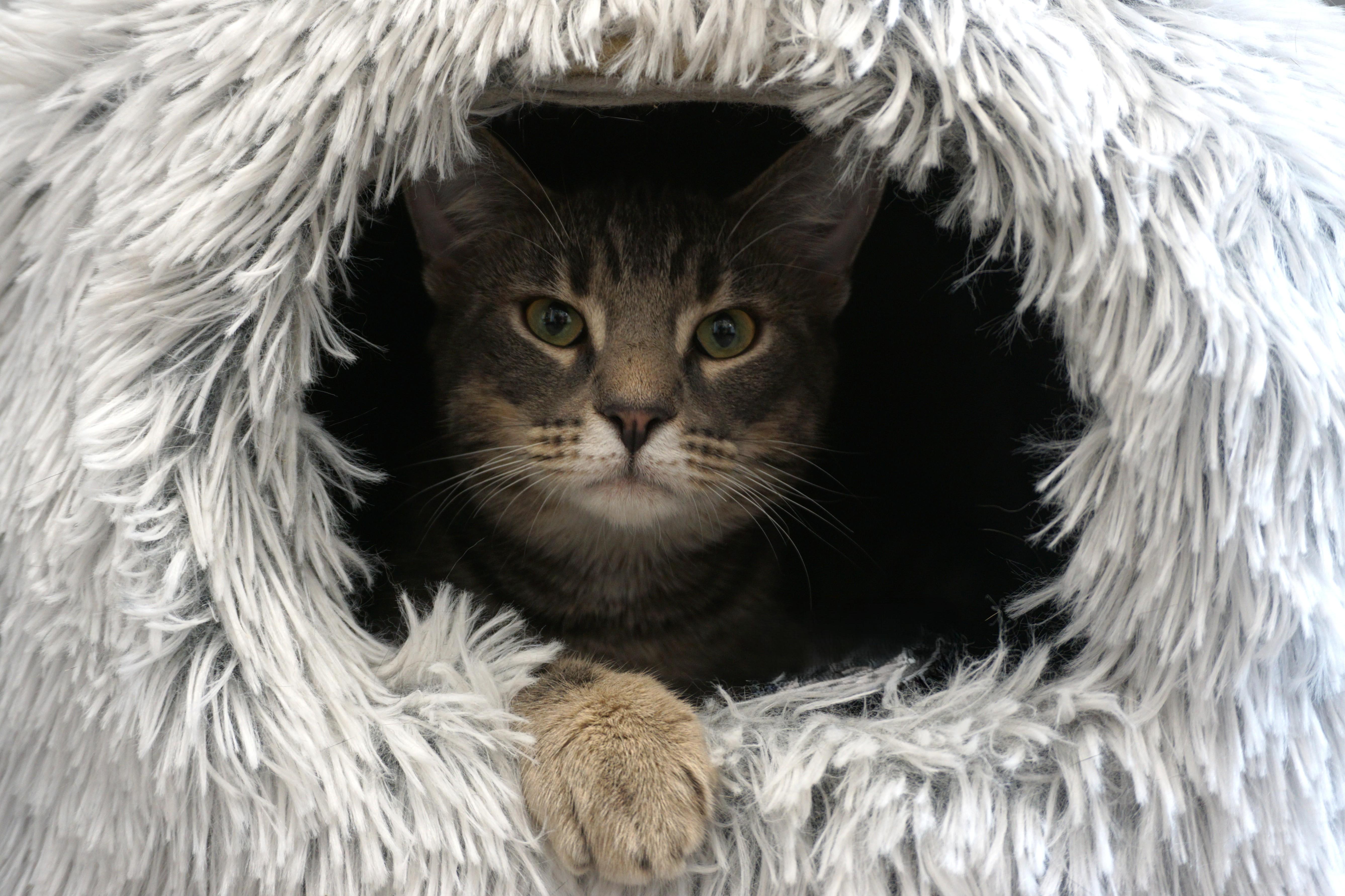 Jahari, an adopted Domestic Short Hair in Fountain Hills, AZ image 4/4