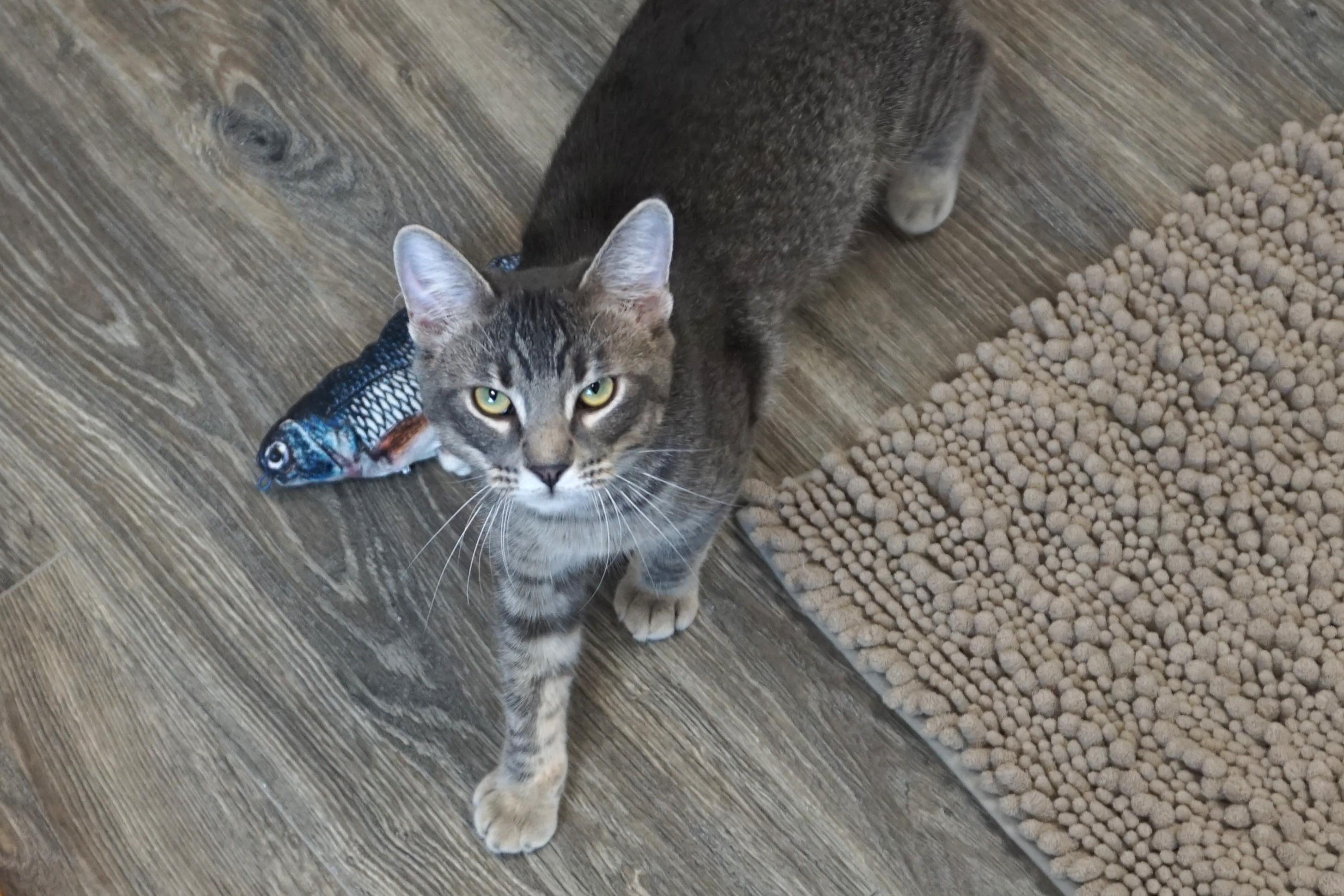 Jahari, an adopted Domestic Short Hair in Fountain Hills, AZ image 2/4