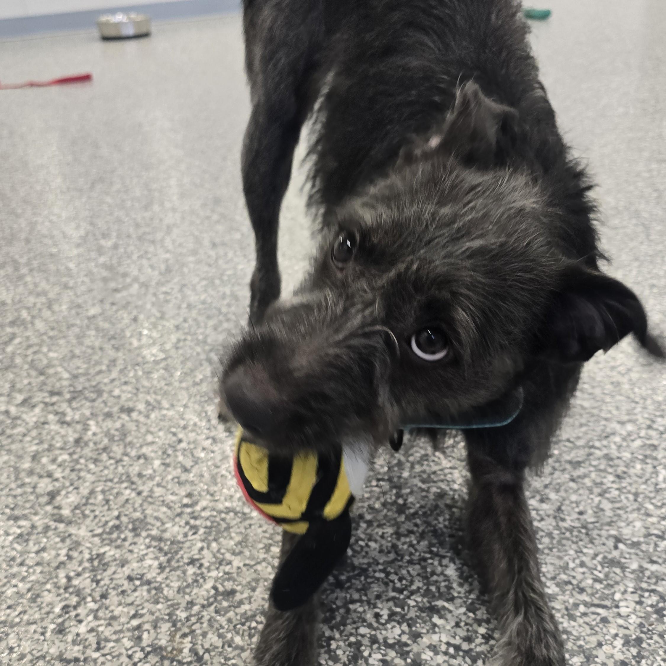 Jelly, a ADOPTABLE Mixed Breed in Nashville, TN image 6/6