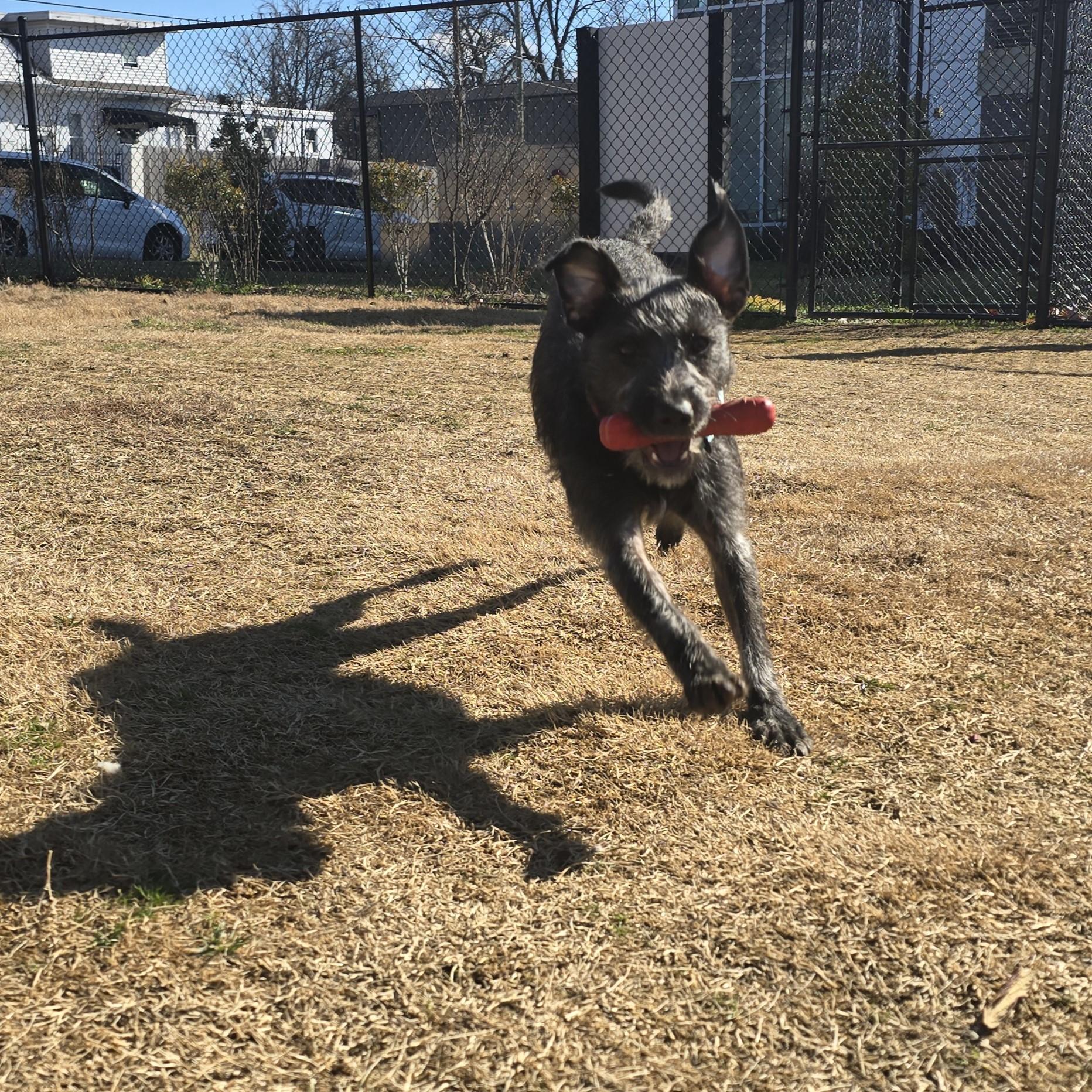 Jelly, a ADOPTABLE Mixed Breed in Nashville, TN image 3/6