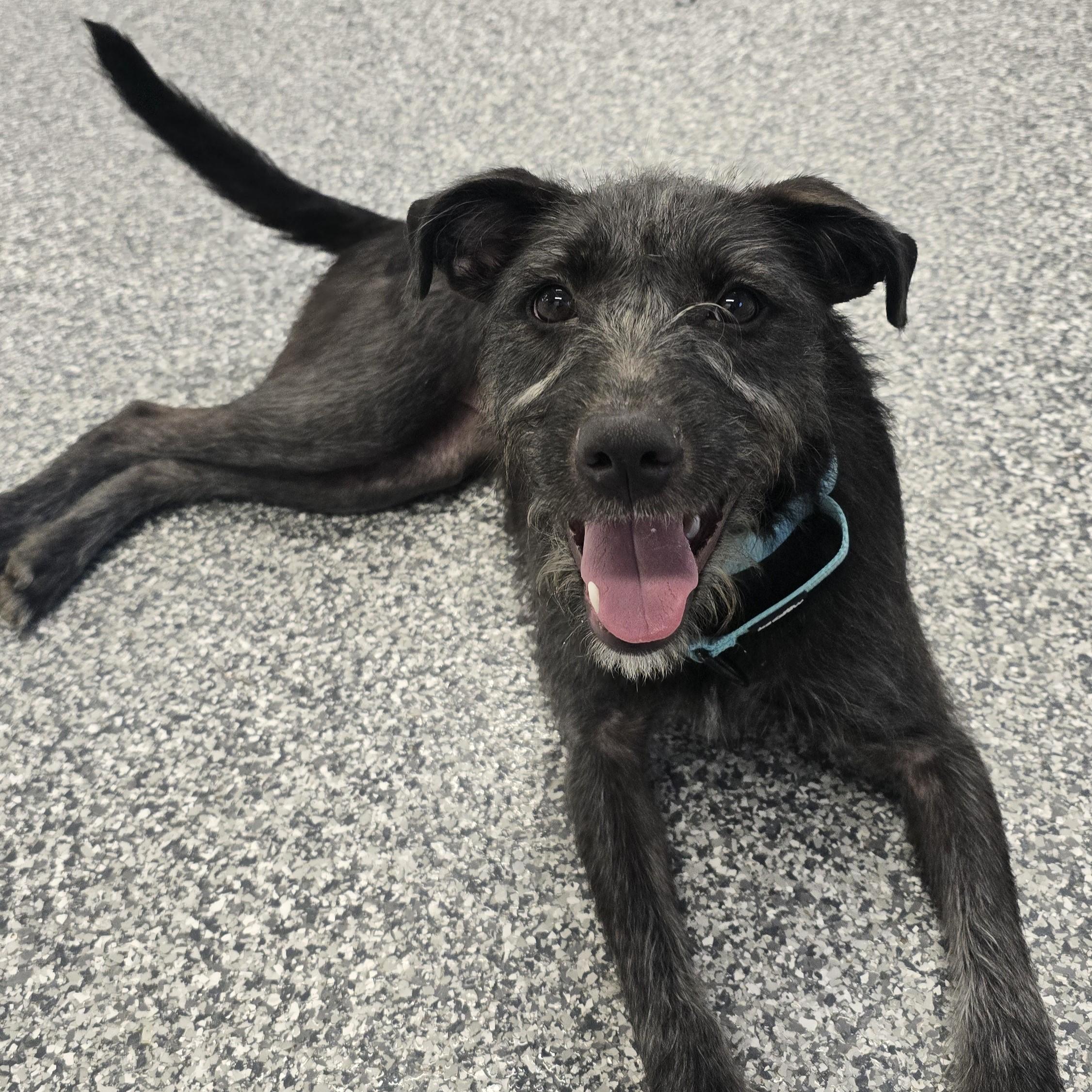 Jelly, a ADOPTABLE Mixed Breed in Nashville, TN image 4/6