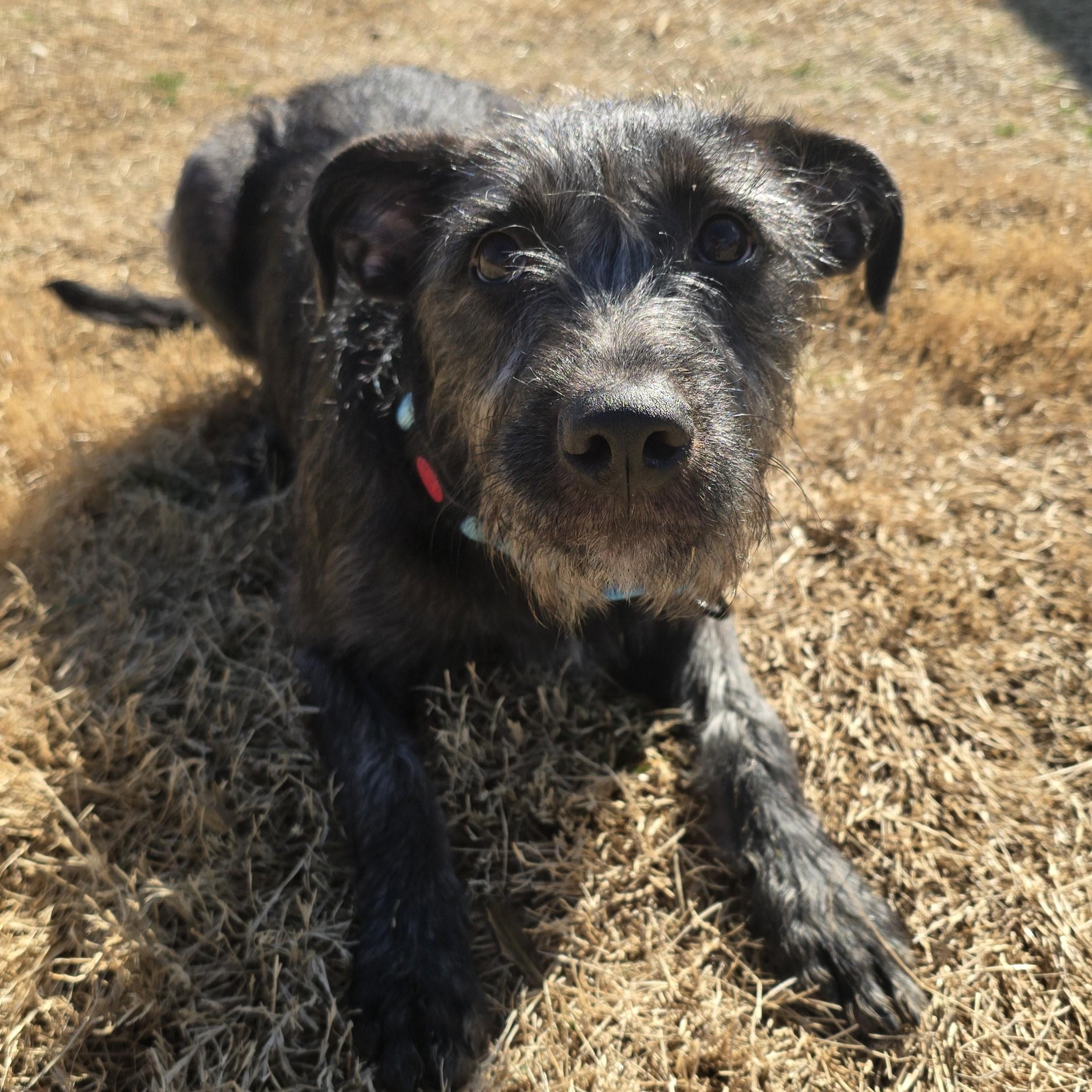 Jelly, a ADOPTABLE Mixed Breed in Nashville, TN image 2/6