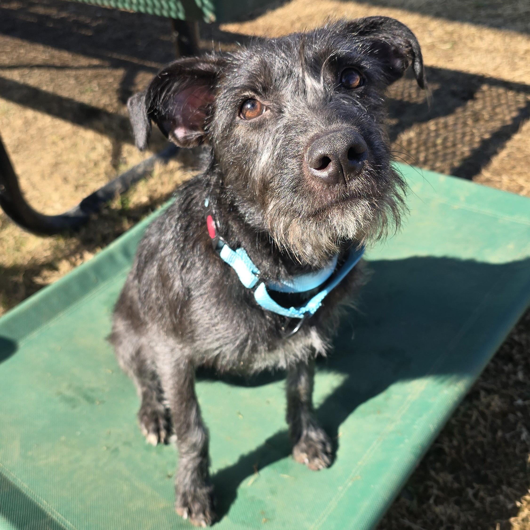 Jelly, a ADOPTABLE Mixed Breed in Nashville, TN image 5/6