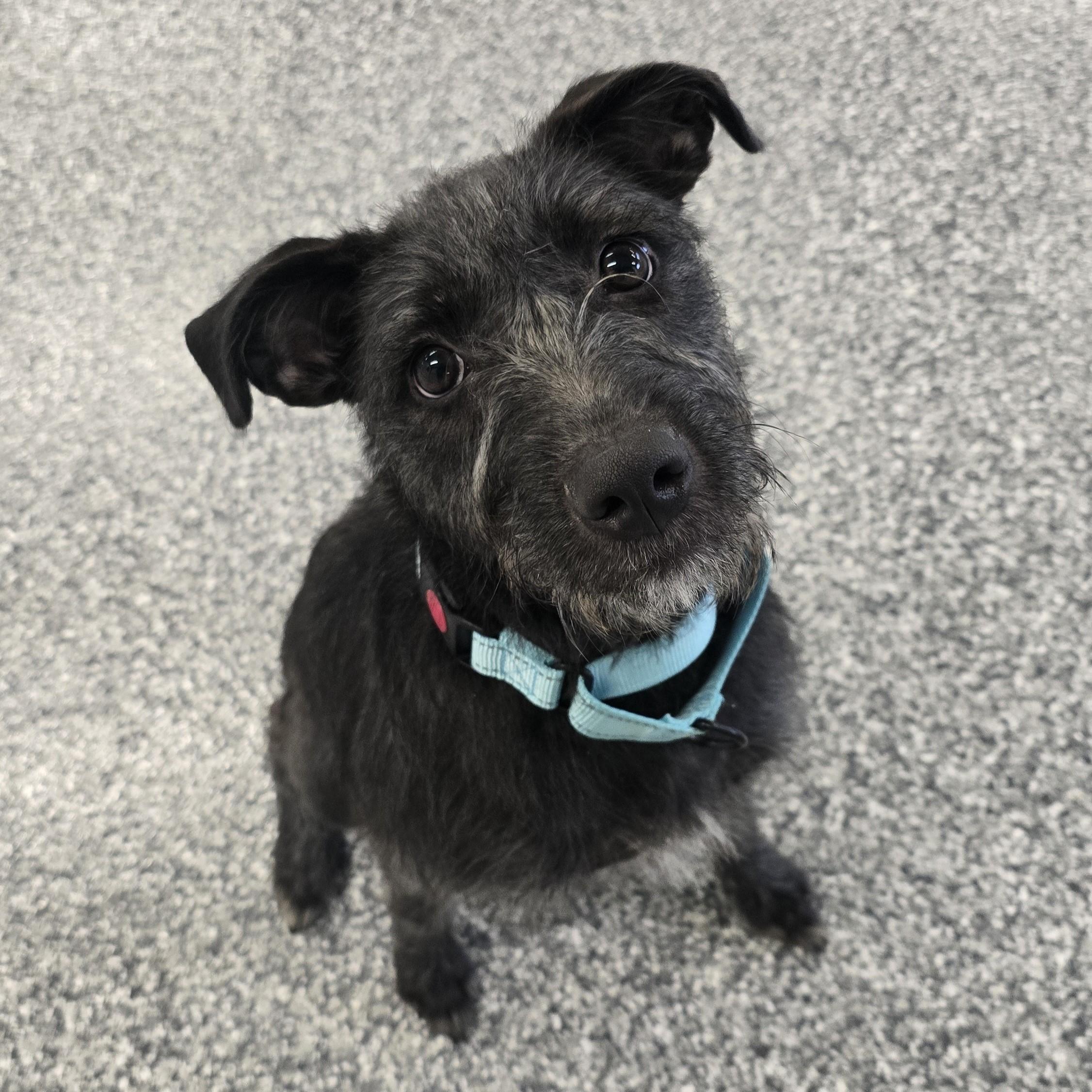 Jelly, ADOPTABLE, Young Female Mixed Breed.