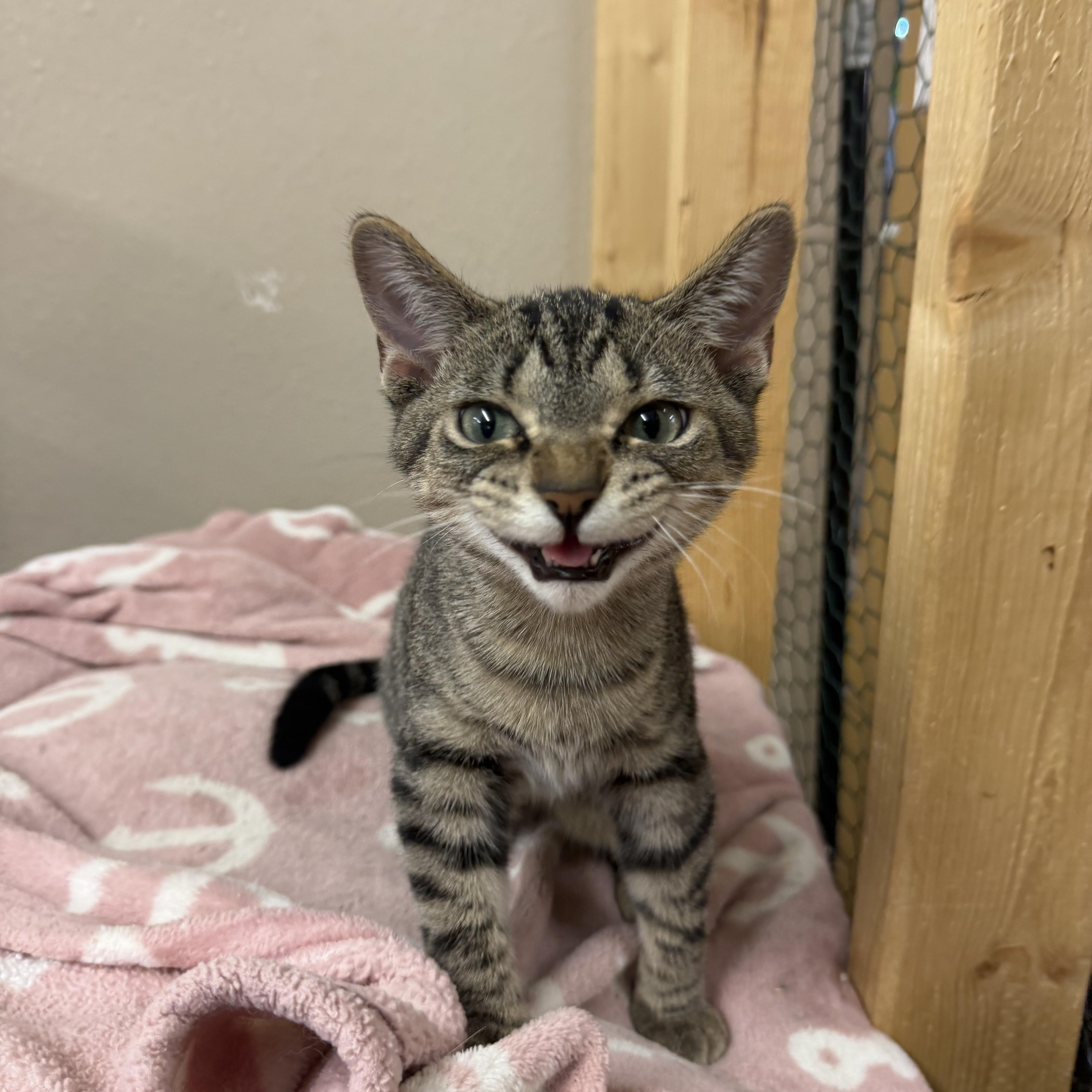 Enlarge Minnow, a Adoptable Domestic Short Hair in Mauston, WI image 1/1