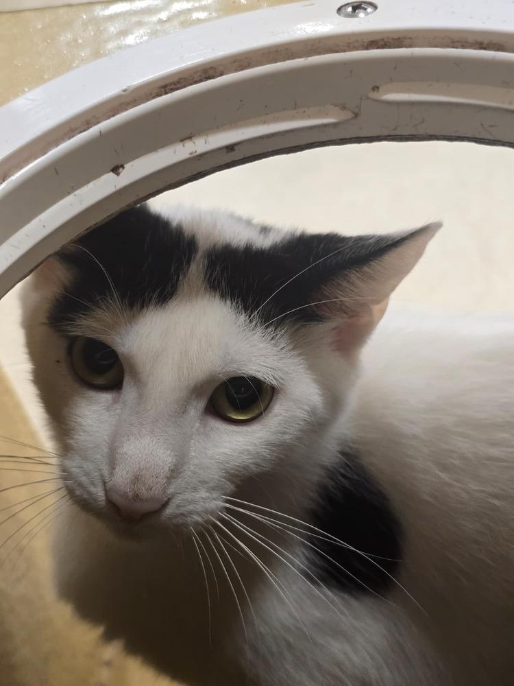 Yang, Adoptable, Kitten Male American Shorthair.