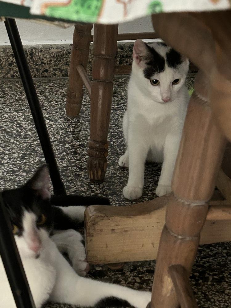 Yang, Adoptable, Kitten Male American Shorthair.