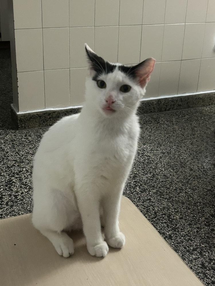 Enlarge Yang, a Adoptable mixed breed in Naranjito, PR image 2/5