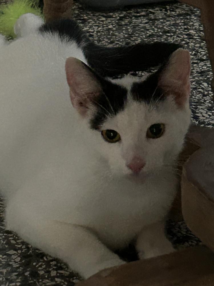 Enlarge Yang, a Adoptable mixed breed in Naranjito, PR image 4/5