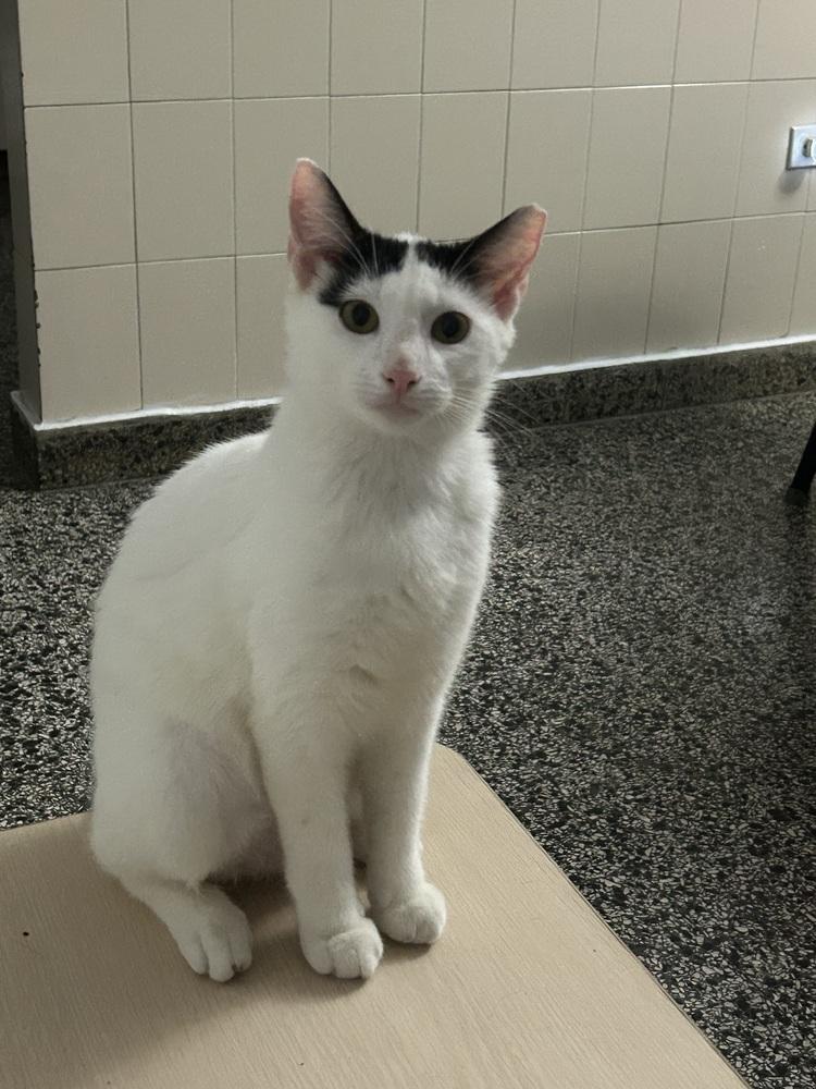 Enlarge Yang, a Adoptable mixed breed in Naranjito, PR image 5/5