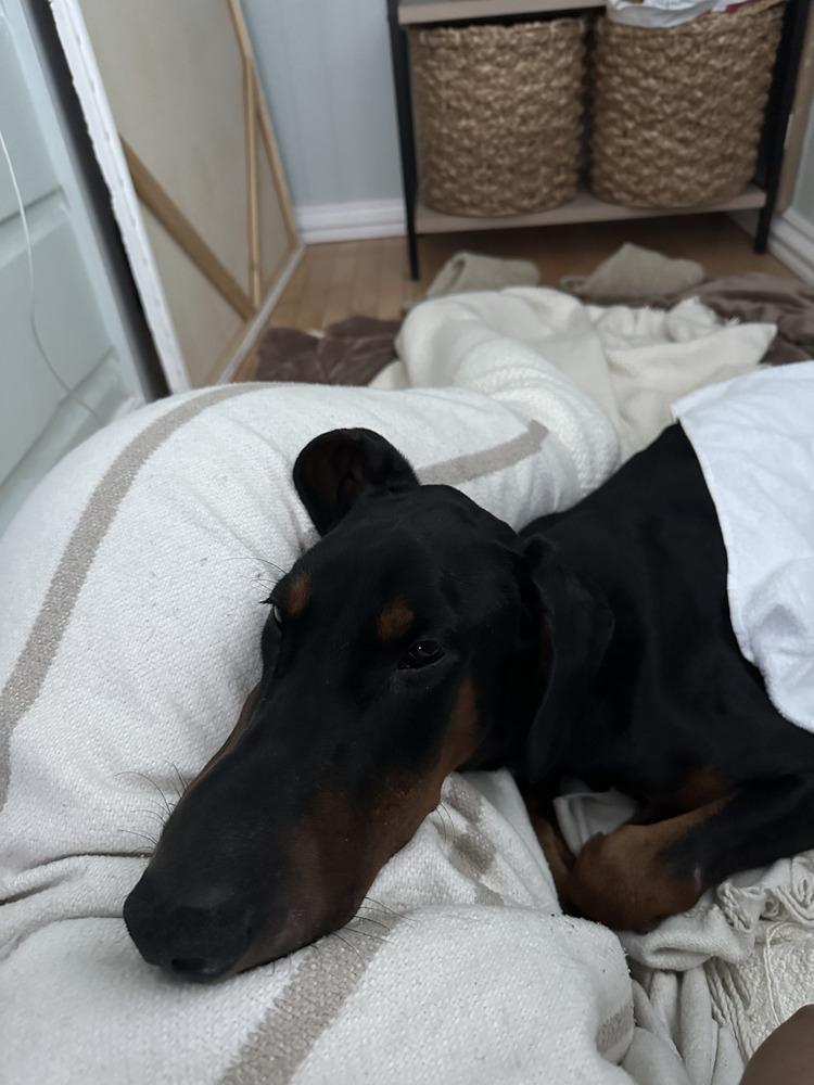 *Chipa, a Adoptable Doberman Pinscher in Tigard, OR image 1/4