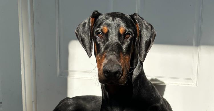 *Chipa, a Adoptable Doberman Pinscher in Tigard, OR image 2/4