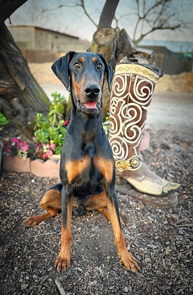 *Chipa, a Adoptable Doberman Pinscher in Tigard, OR image 3/4