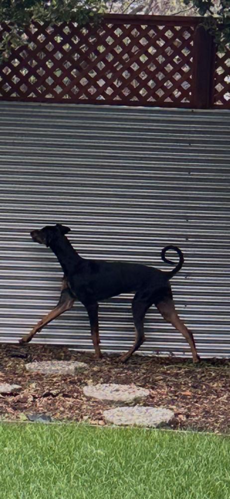 *Chipa, a Adoptable Doberman Pinscher in Tigard, OR image 4/4