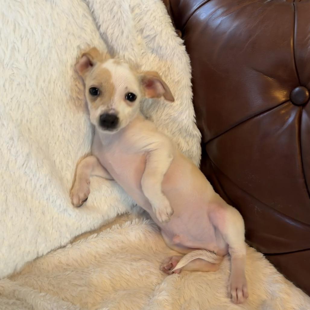 Frost, a Adoptable mixed breed in Sacramento, CA image 1/6