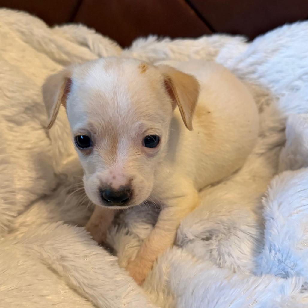 Frost, a Adoptable mixed breed in Sacramento, CA image 2/6