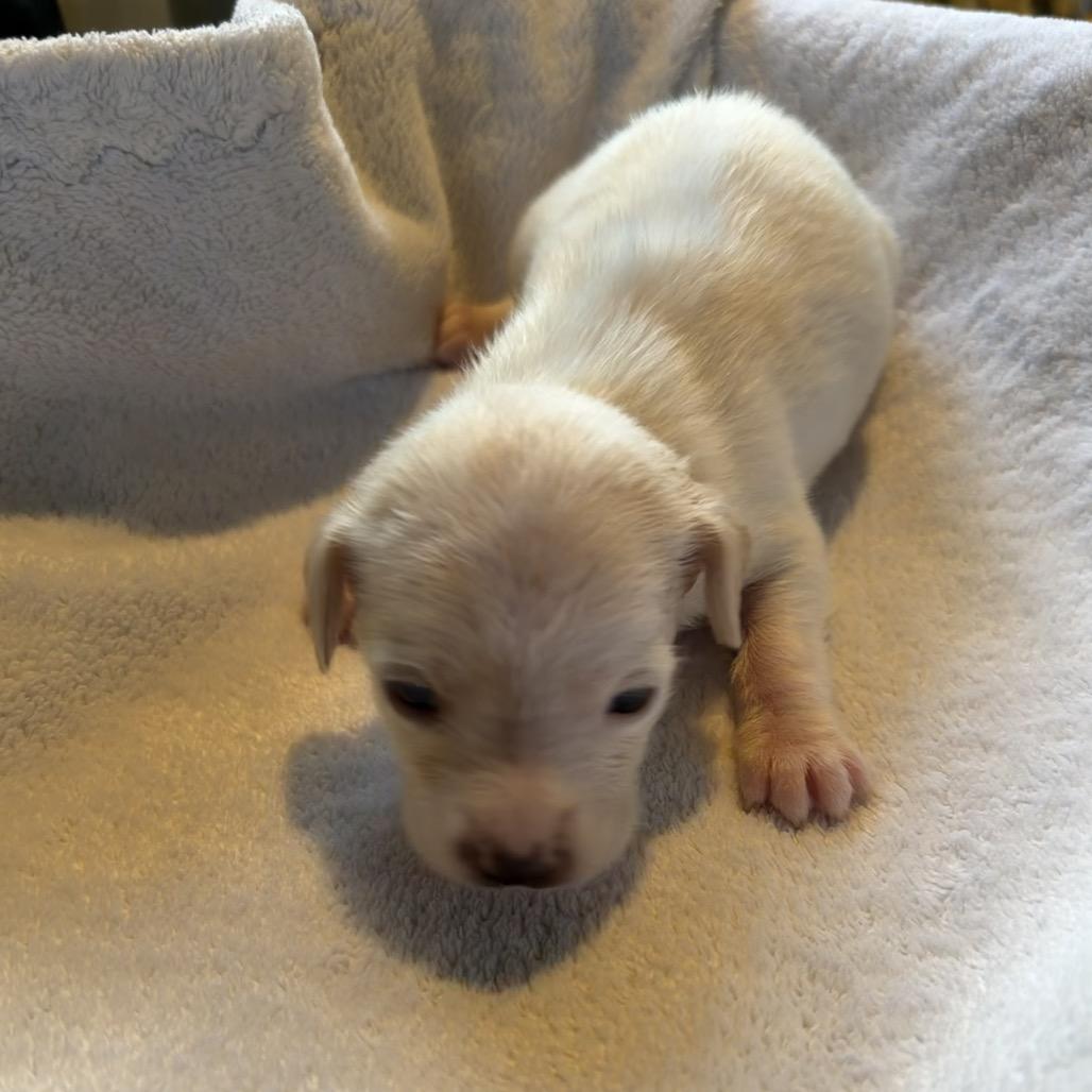 Frost, a Adoptable mixed breed in Sacramento, CA image 3/6