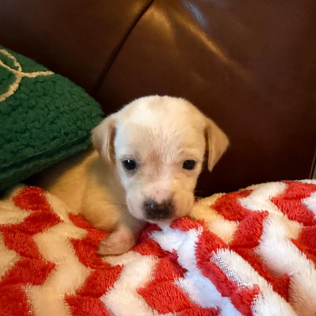 Frost, a Adoptable mixed breed in Sacramento, CA image 4/6