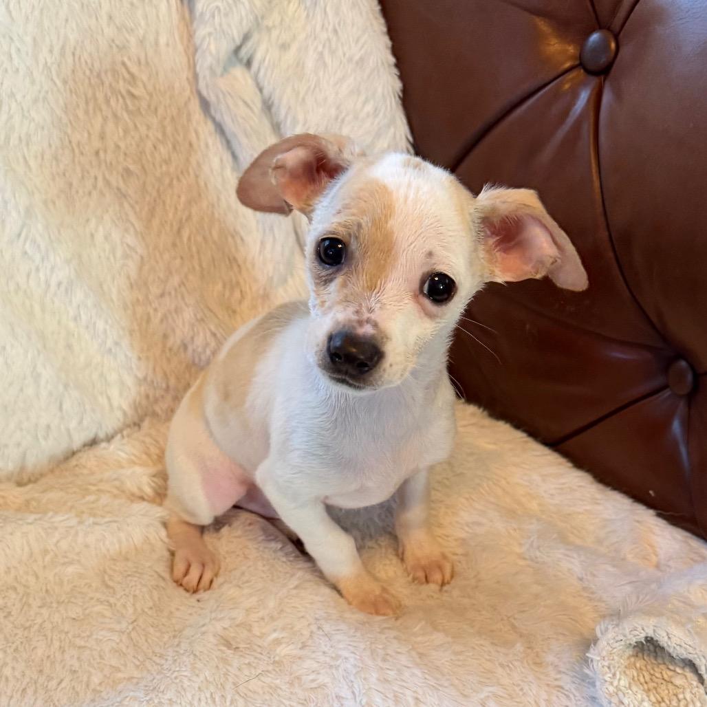 Frost, a Adoptable mixed breed in Sacramento, CA image 5/6