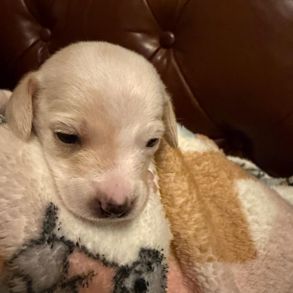 Frost, a Adoptable mixed breed in Sacramento, CA image 6/6