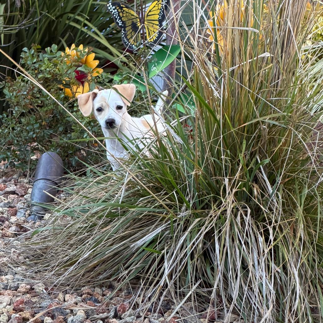 Enlarge Frost, a Adoptable mixed breed in Sacramento, CA image 6/6