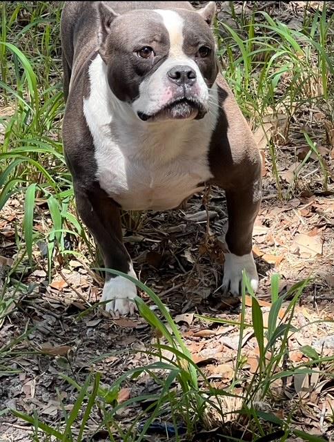 Lyra, Adoptable, Adult Female American Bully.