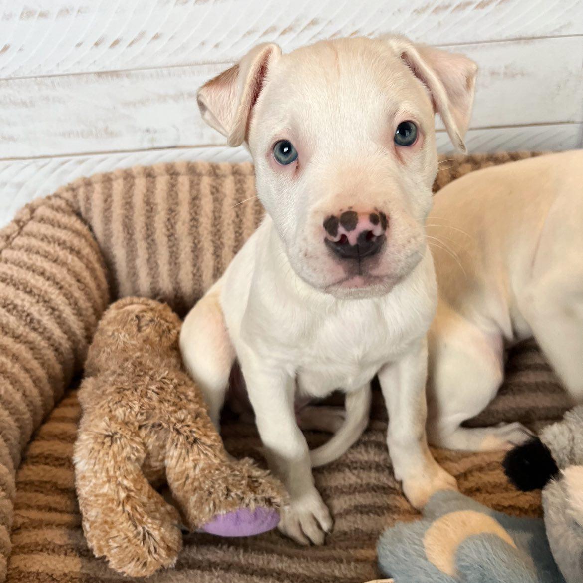 Enlarge Yeti, a ADOPTABLE mixed breed in Sherman, IL image 1/1