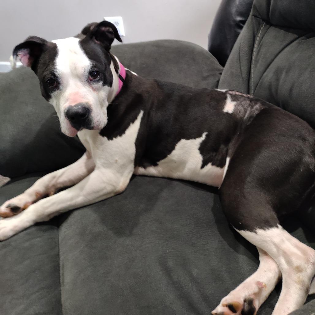 Enlarge Paisley, an adopted mixed breed in Columbia, MO image 2/2