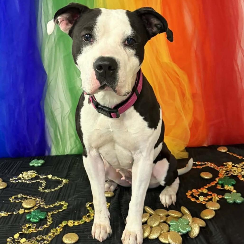 Enlarge Paisley, an adopted mixed breed in Columbia, MO image 1/2